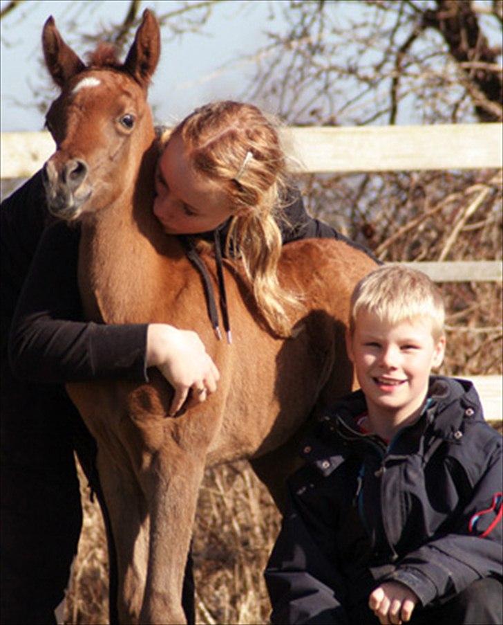 Arabisk fuldblod (OX) WML Al HaMee billede 4