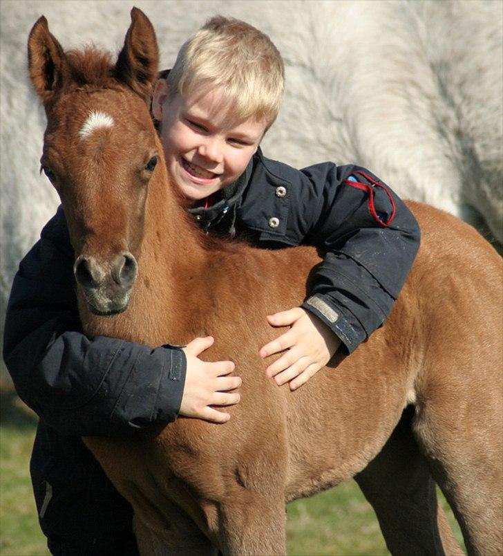 Arabisk fuldblod (OX) WML Al HaMee billede 5