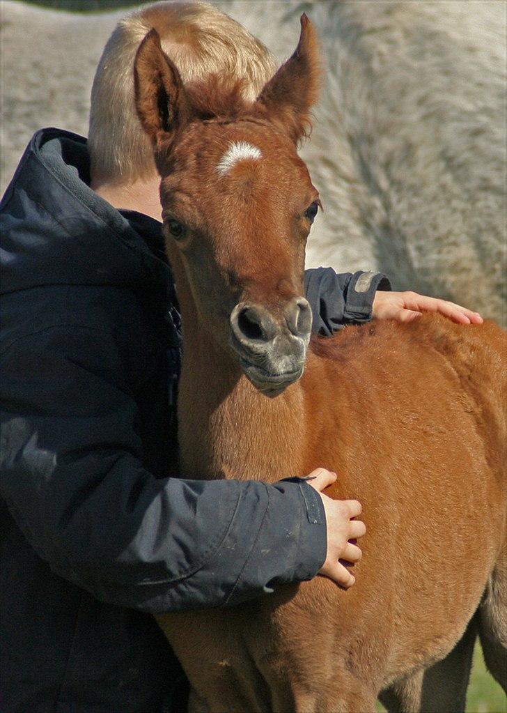 Arabisk fuldblod (OX) WML Al HaMee billede 6