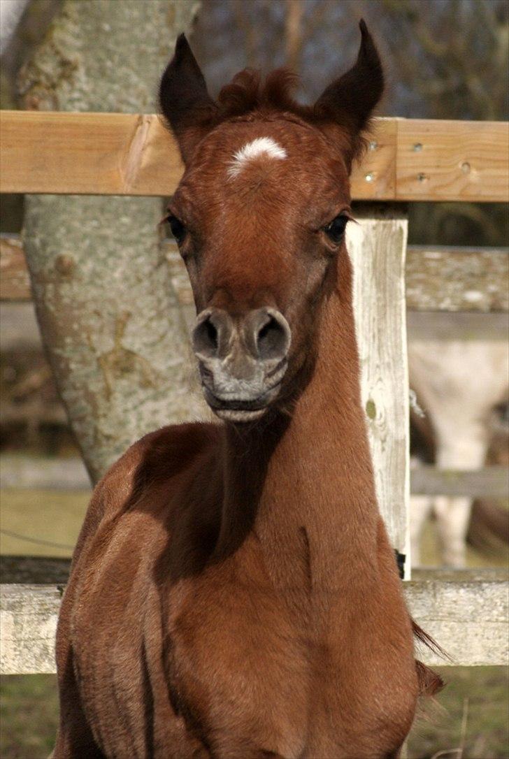 Arabisk fuldblod (OX) WML Al HaMee billede 7