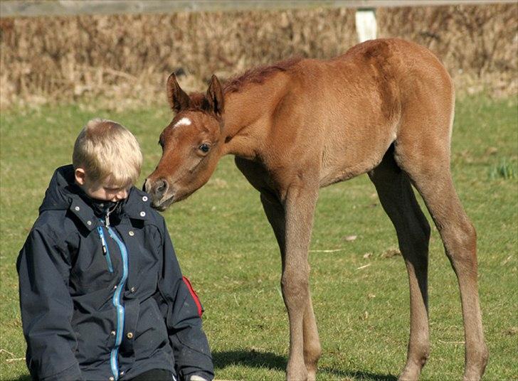 Arabisk fuldblod (OX) WML Al HaMee billede 8