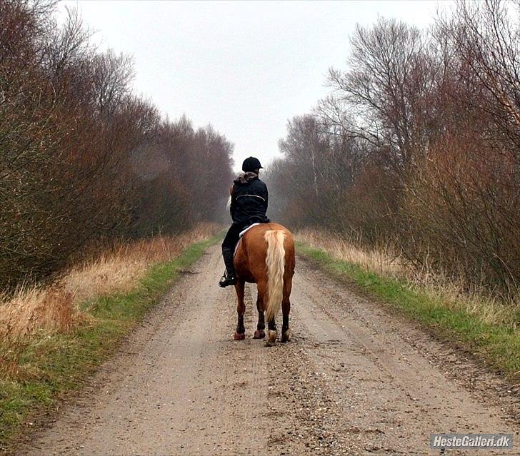 Haflinger Sofie - Be weird. Be random. Be who you are. Because you will never know, who would love the person you hide

Foto: MAL billede 9