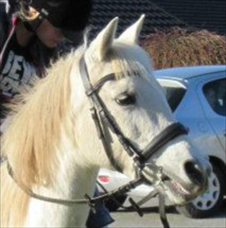 Anden særlig race Bella billede 9