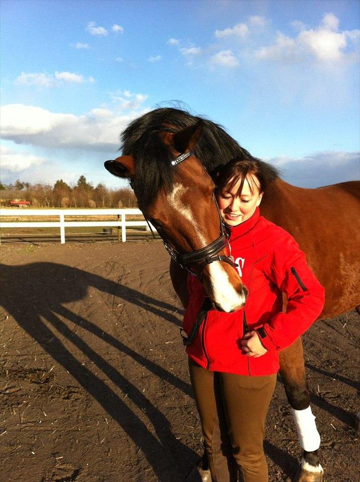 Dansk Varmblod Cocolou Comick billede 7