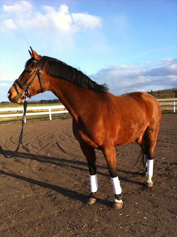 Dansk Varmblod Cocolou Comick billede 8