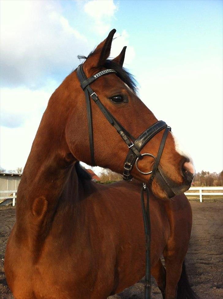 Dansk Varmblod Cocolou Comick billede 11