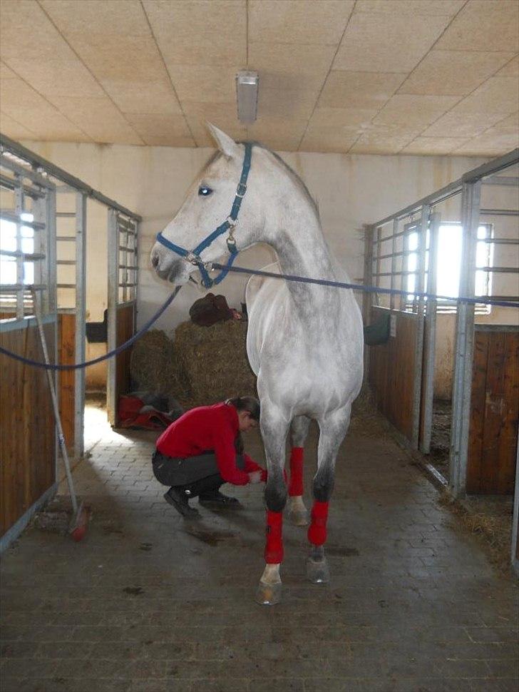 Trakehner Ingeborg Firfod billede 23