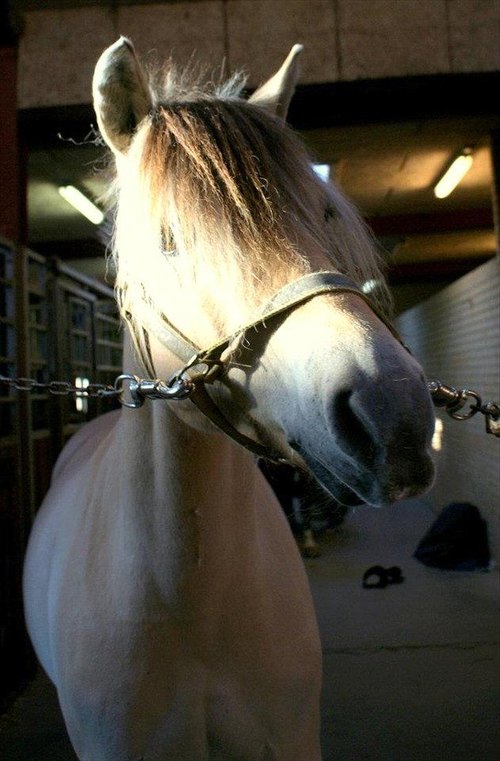 Fjordhest Cox Tidselbjerg*stjernen* - Ynglings gul<3 billede 10