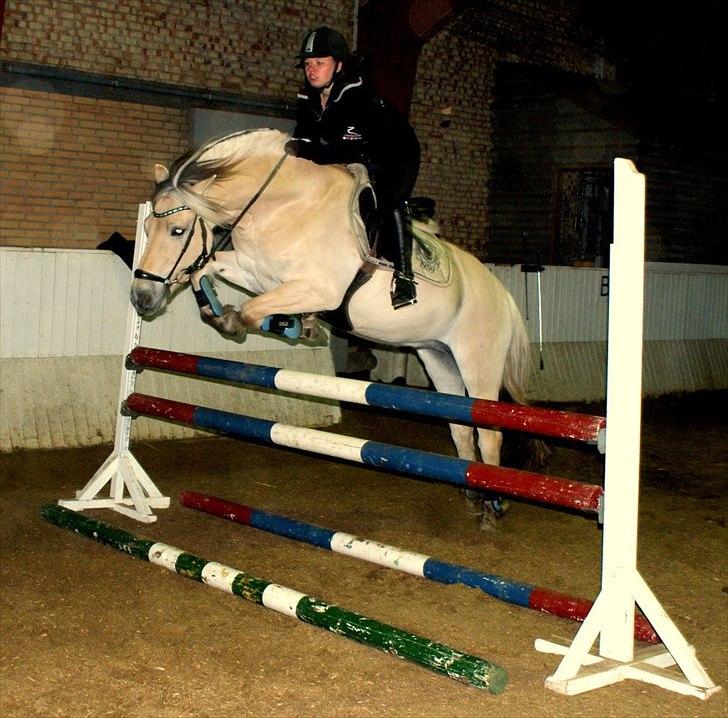 Fjordhest Cox Tidselbjerg*stjernen* - Gul til springtræning den 4.april 2012 ved Jeff :) Gul var fantastisk den dag<3 Foto: Camilla :D billede 11