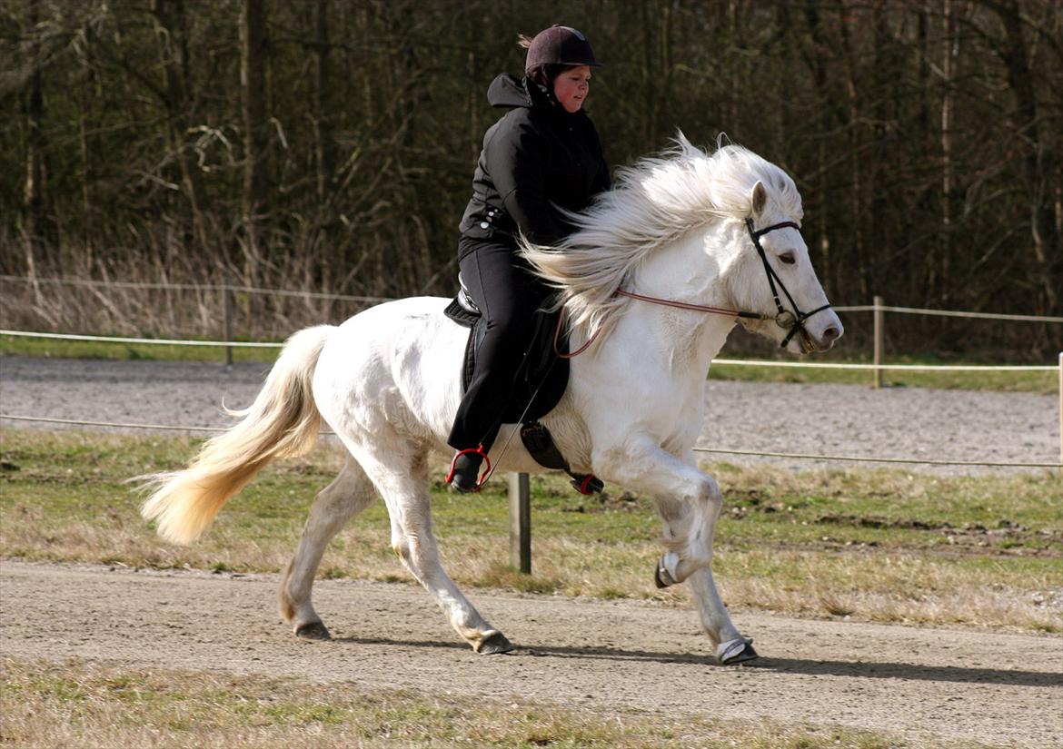 Islænder Silja fra Egeballegaard - "Vi er alle som engle med kun én vinge - sammen kan vi flyve" Skeifa's træningsstævne d. 31/3-12 Galop til 5,0 Foto: Edita Cizmic billede 18