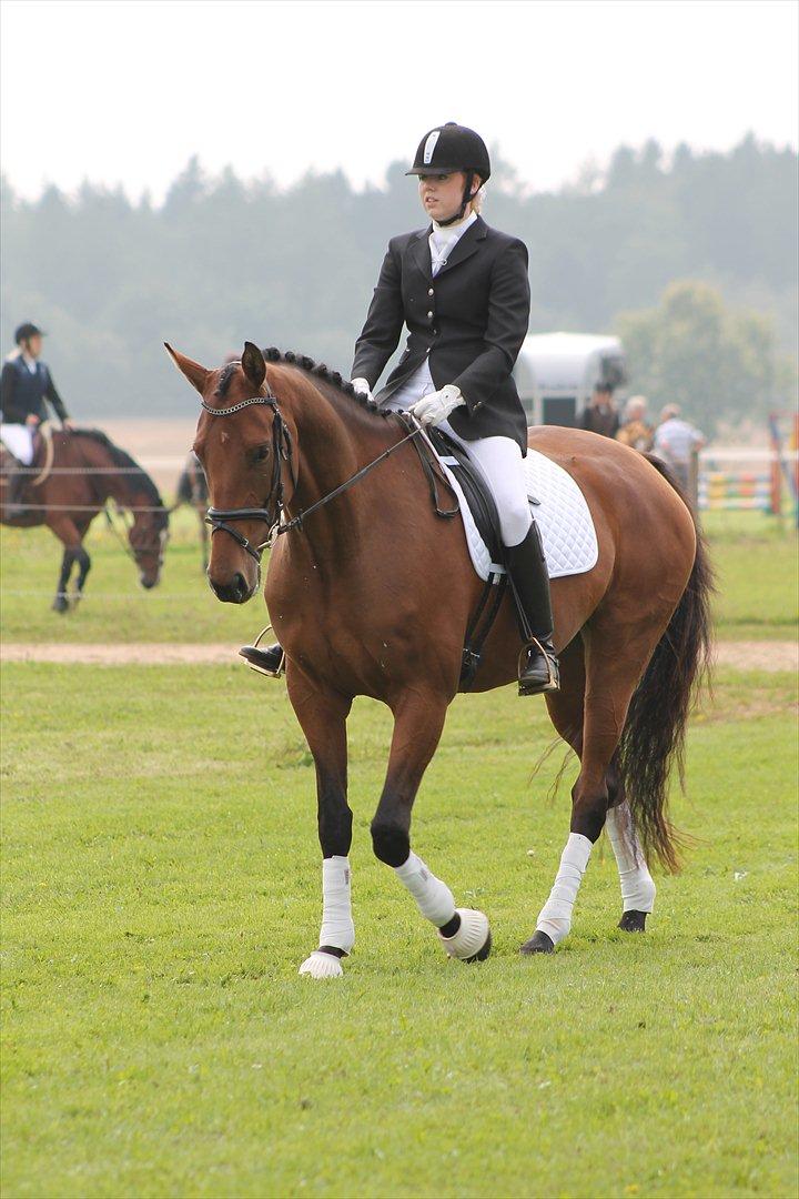 Dansk Varmblod Kielsgaardens Liva  billede 13