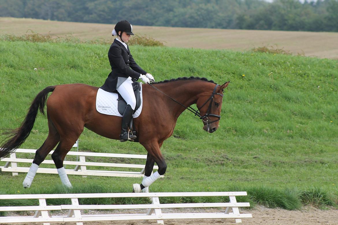 Dansk Varmblod Kielsgaardens Liva  billede 14