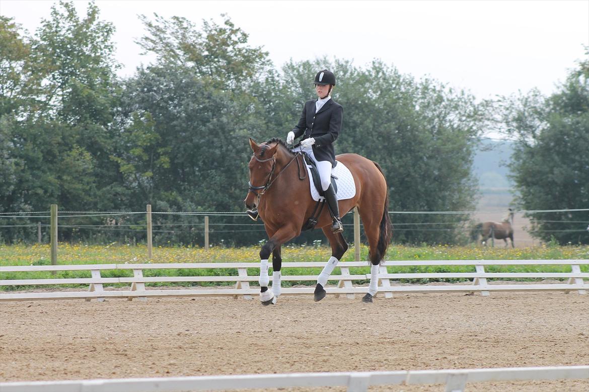 Dansk Varmblod Kielsgaardens Liva  billede 15