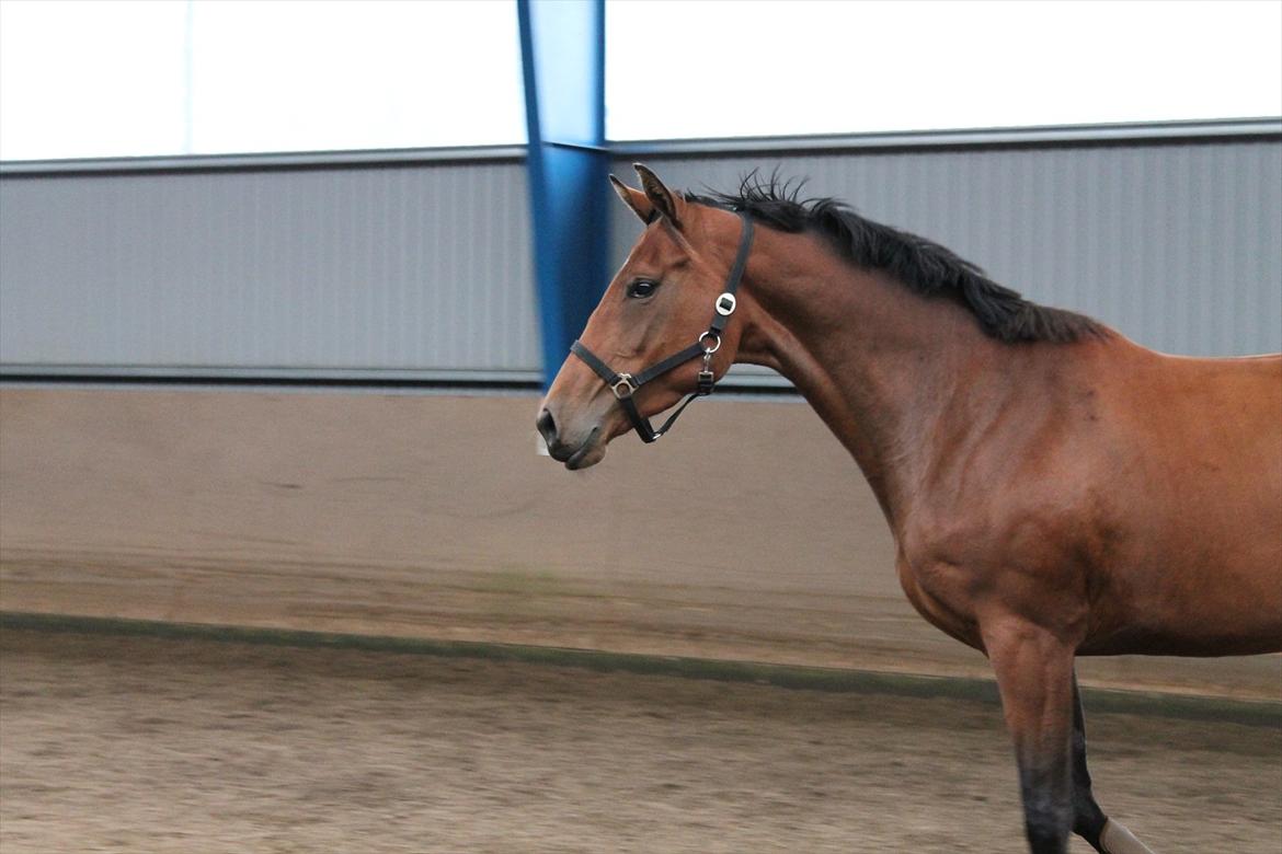 Dansk Varmblod Kielsgaardens Liva  billede 16