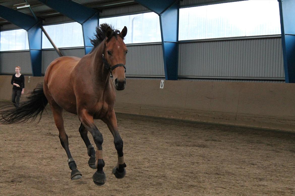 Dansk Varmblod Kielsgaardens Liva  billede 17