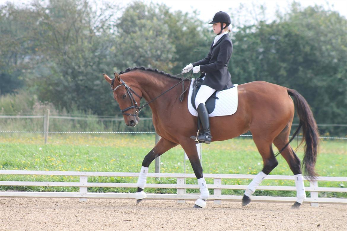 Dansk Varmblod Kielsgaardens Liva  billede 18