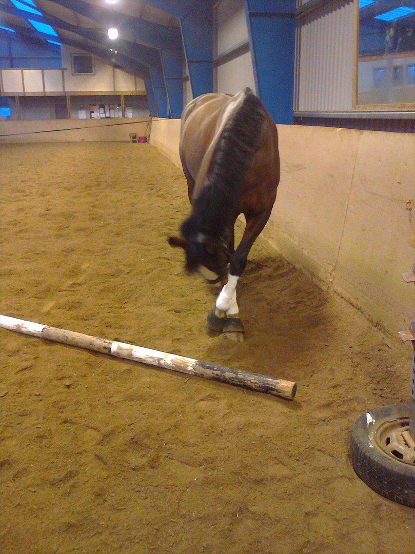 Hollandsk Varmblod Bonita billede 20