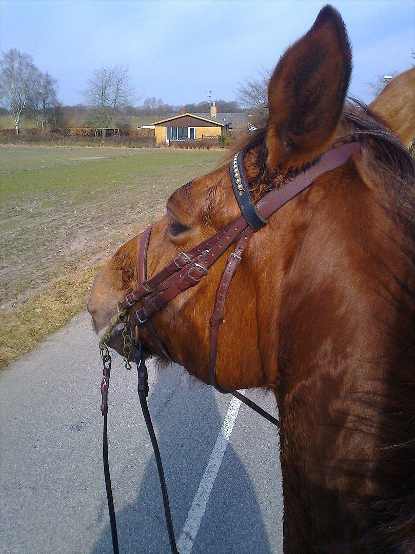 Dansk Varmblod Kielsgaardens Patug R.I.P billede 8