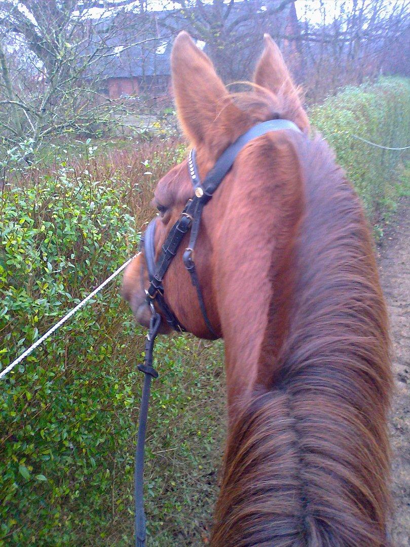 Dansk Varmblod Kielsgaardens Patug R.I.P billede 9