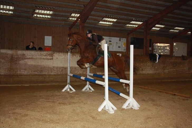 Dansk Varmblod Lucy - Højt over springene kan vi i hvert fald komme! :) billede 1