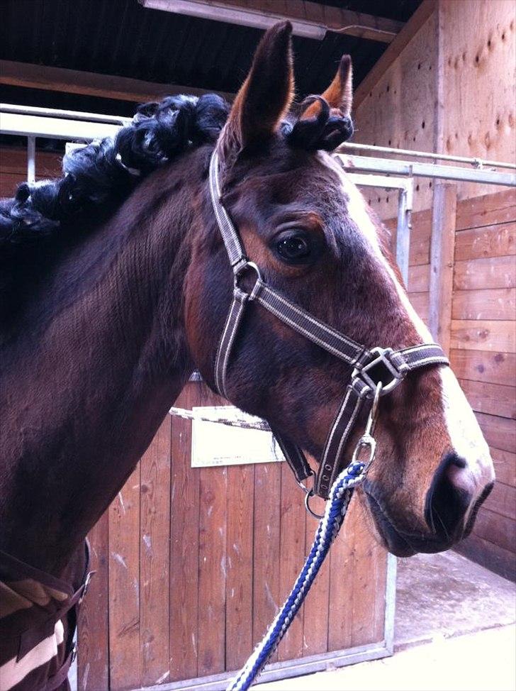 Westfaler Lady Litla W - Min pony - - Velkommen til Lady Litla W's profil:)<3
Her ser man hende den smukke pony, lige hjemvendt fra stævne<3 billede 1
