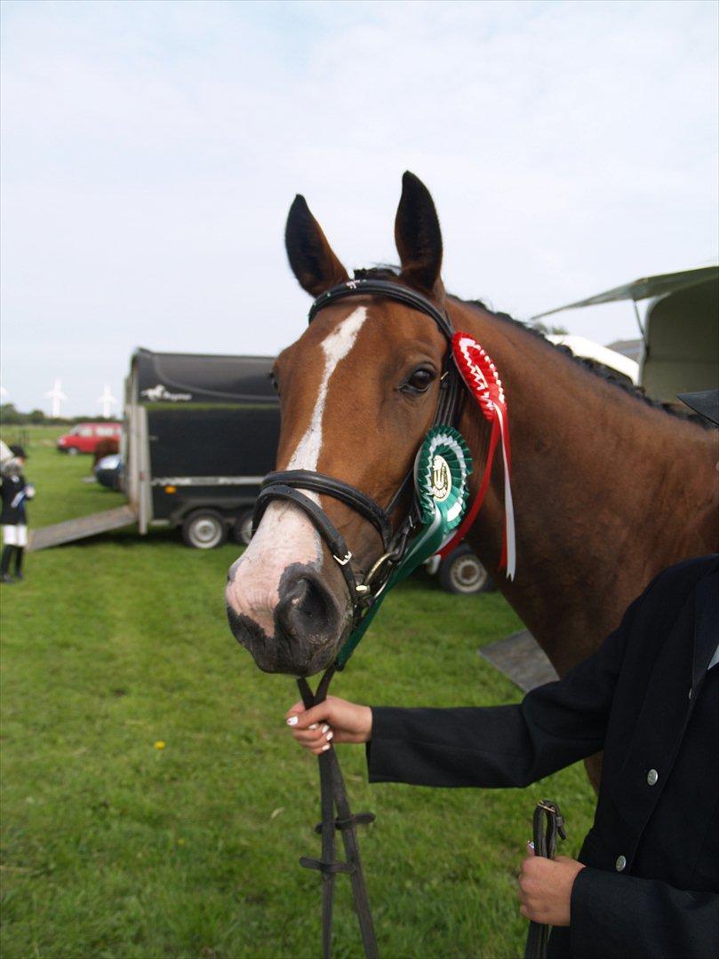 Westfaler Lady Litla W - Min pony - - Vores andet stævne, som endte med en 3 og en 1 plads i HARK. billede 5
