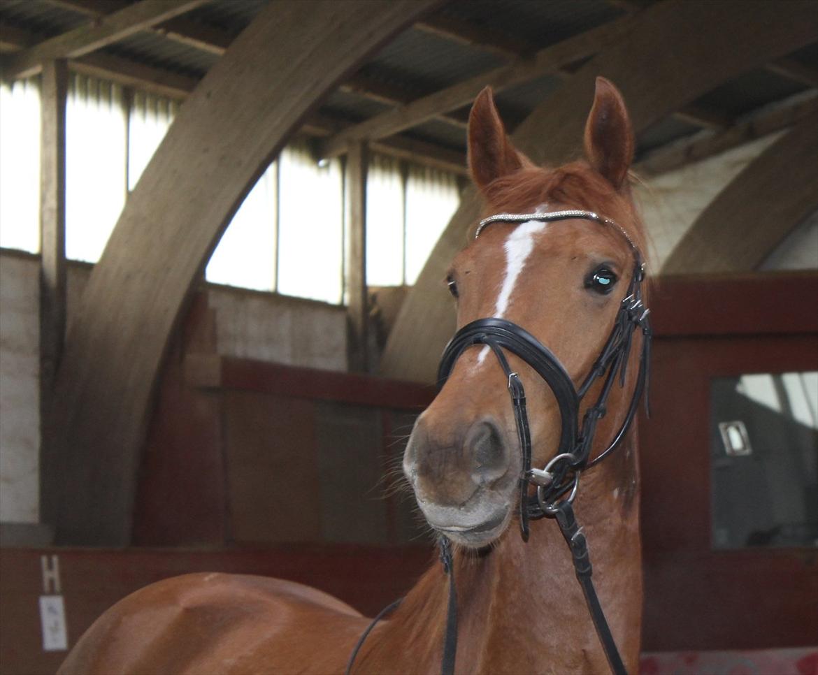 Anden særlig race Ratata *solgt* billede 11
