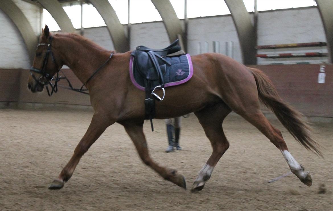 Anden særlig race Ratata *solgt* billede 15