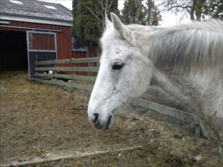 Anden særlig race Lazey Boy - Velkommen til Lazey's profil. billede 1