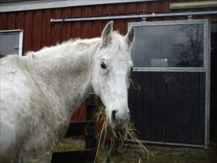 Anden særlig race Lazey Boy - Hejsa :-) billede 9