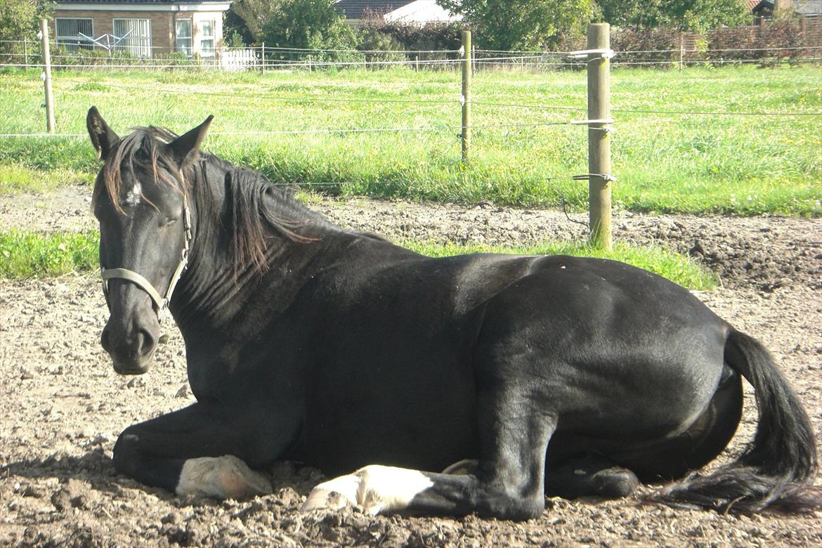 Oldenborg Odin billede 6