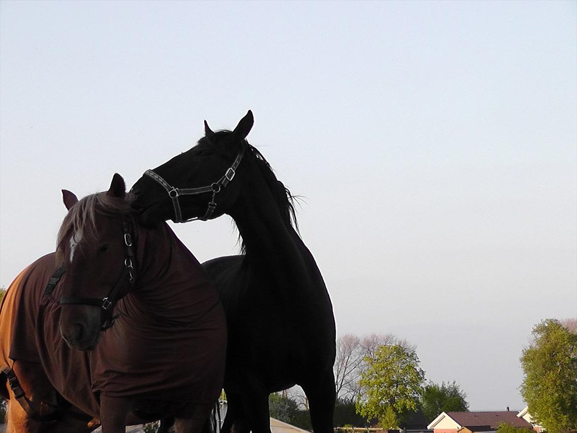 Oldenborg Odin billede 7