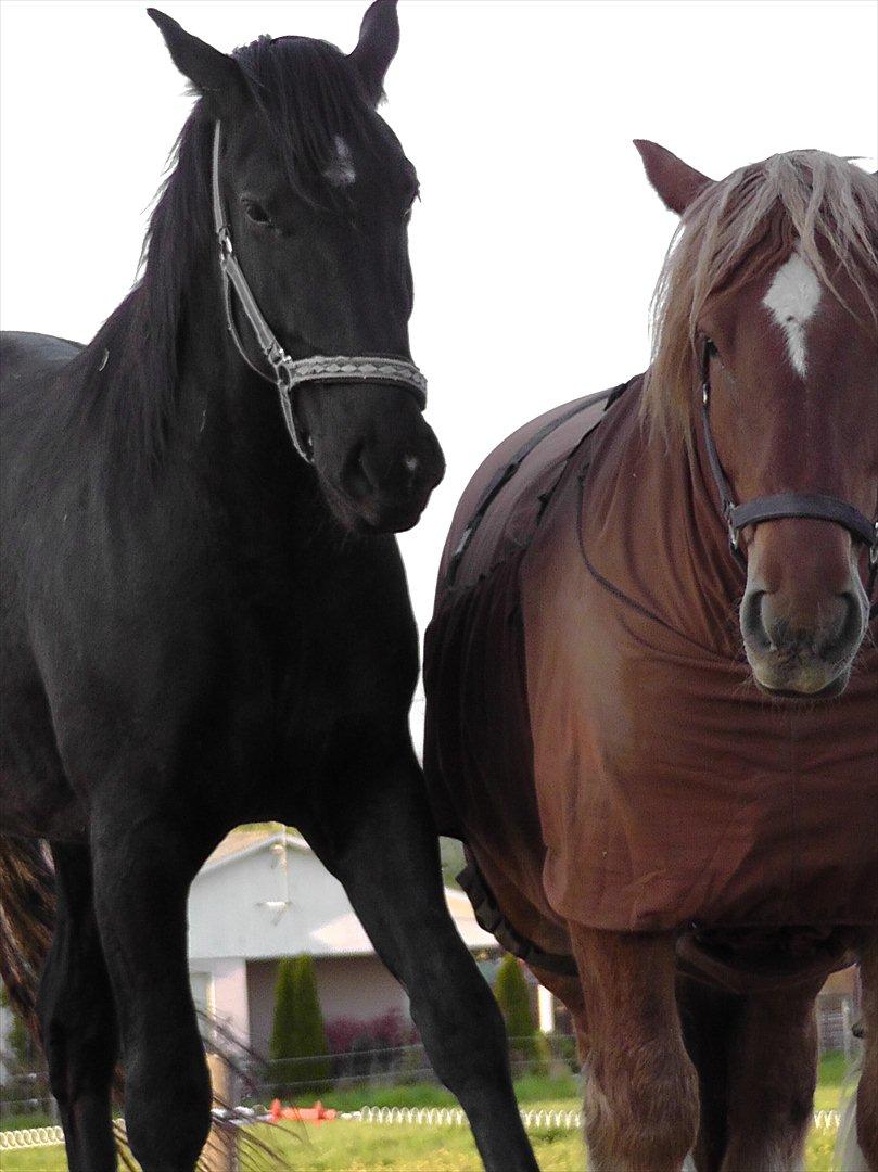 Oldenborg Odin billede 9