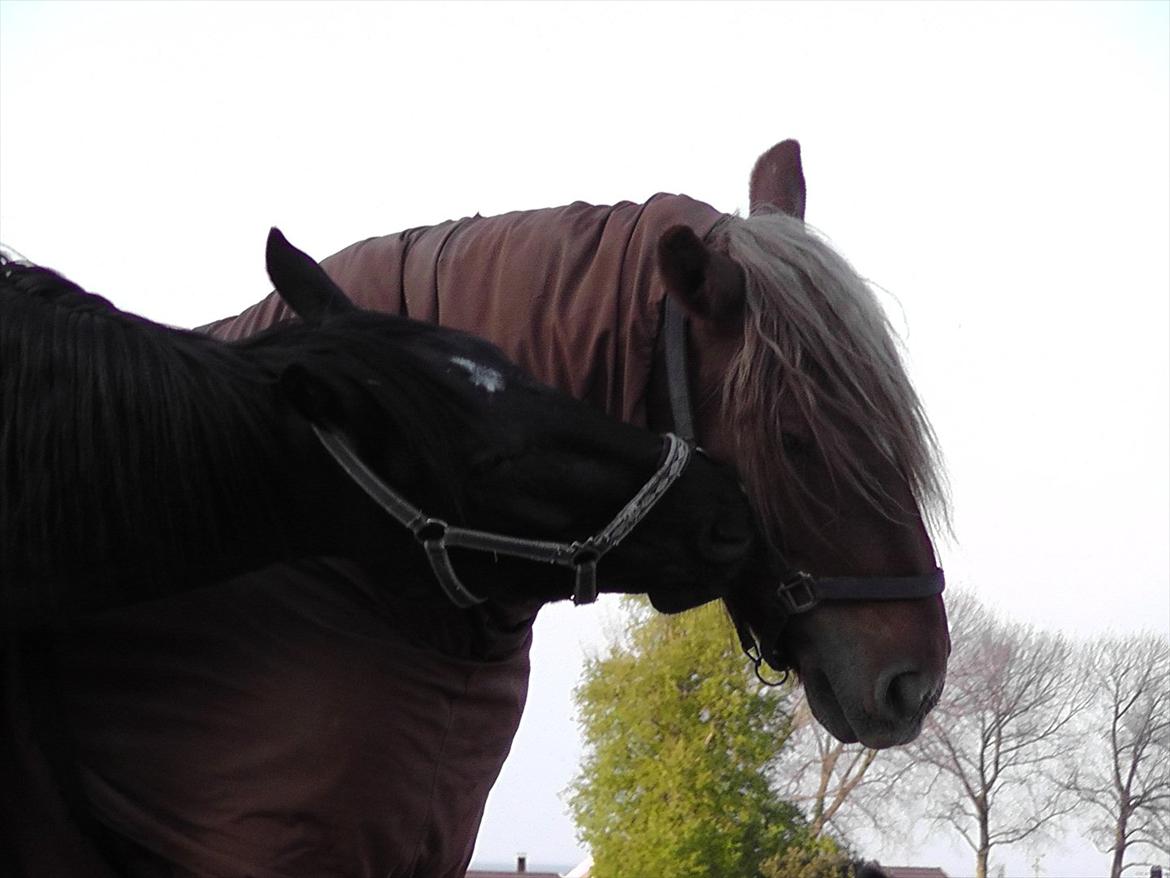 Oldenborg Odin billede 12