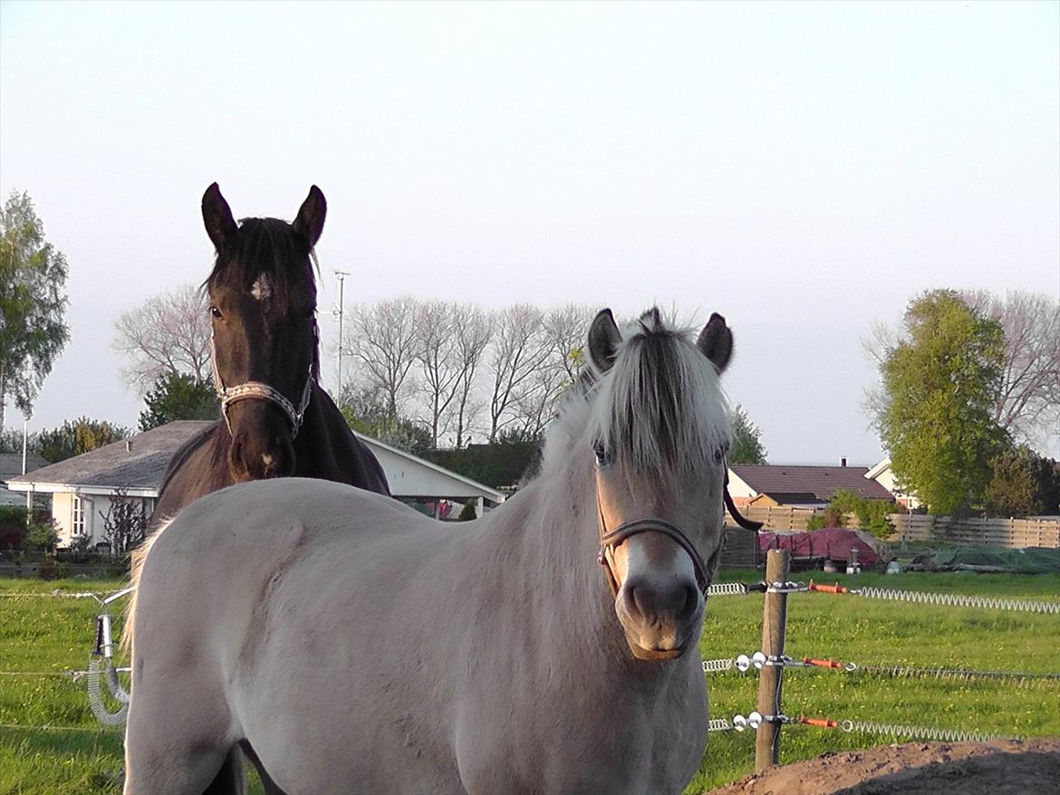 Oldenborg Odin billede 14