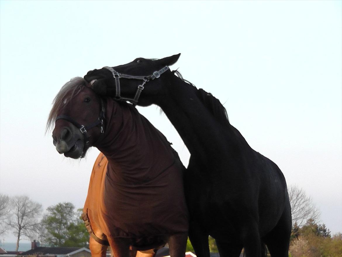 Oldenborg Odin billede 15