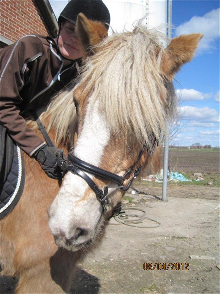 Haflinger Lise billede 2