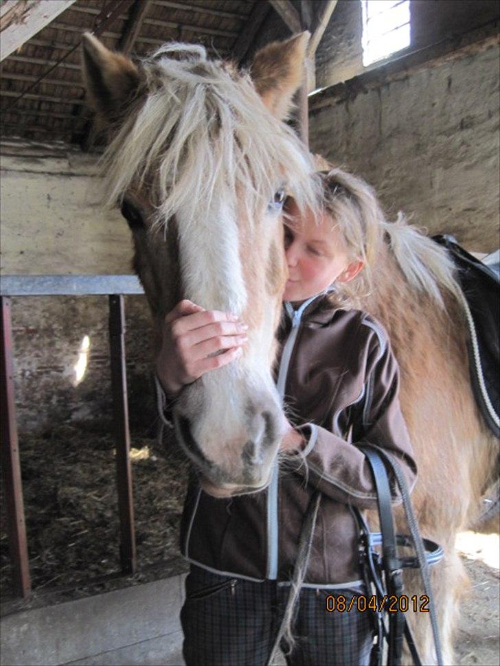 Haflinger Lise - et kys til Lise fra mig billede 3