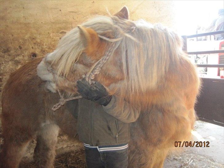 Haflinger Lise - der for jeg lige et kram :) billede 6