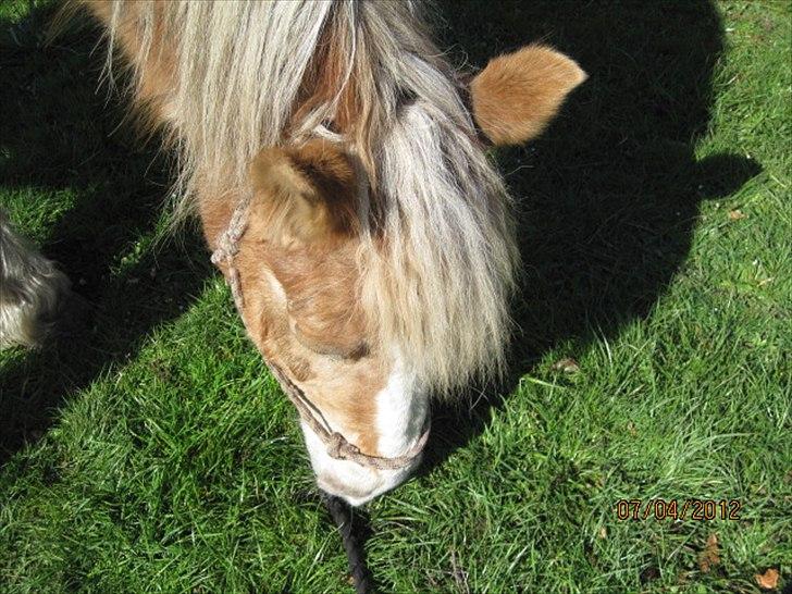 Haflinger Lise billede 8