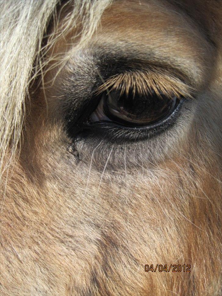 Haflinger Lise billede 10