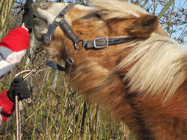 Haflinger Lise billede 14