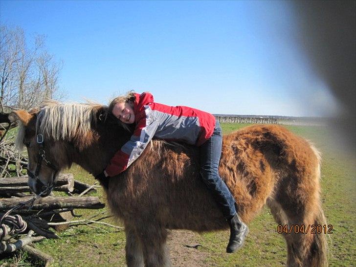 Haflinger Lise - Et kram til Lise fra mig billede 15