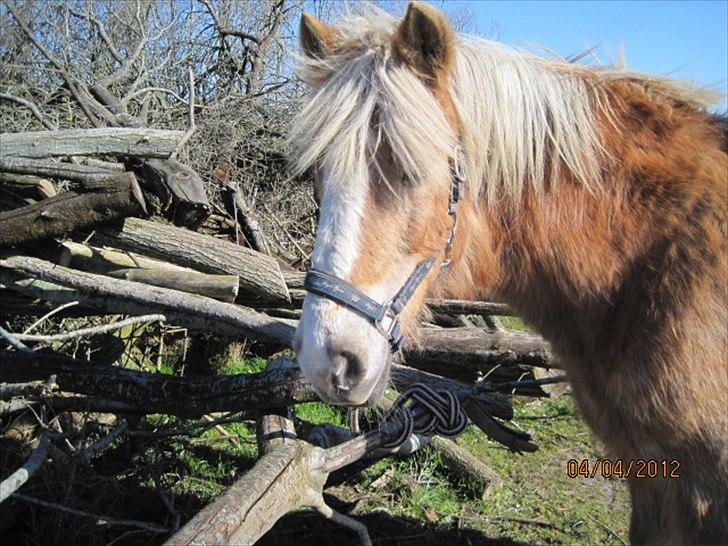 Haflinger Lise billede 16