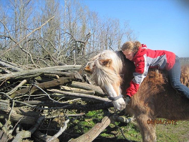 Haflinger Lise - det er altid dejlig med en godbid :) billede 17