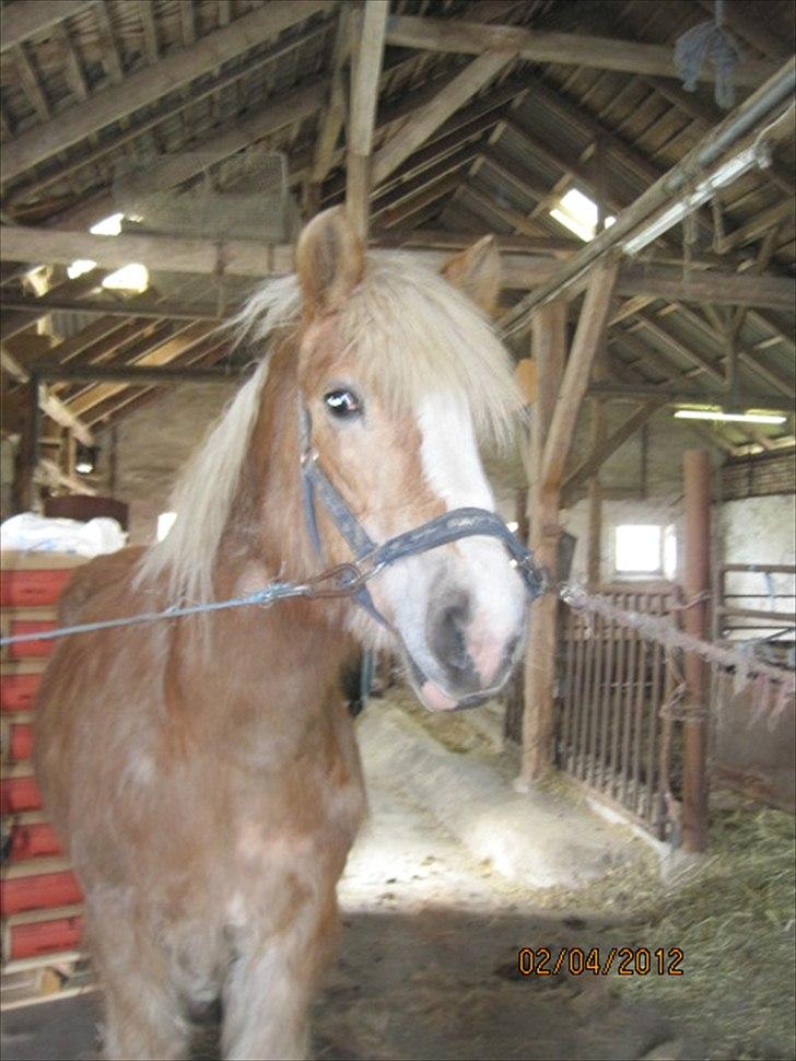 Haflinger Lise - Så skal der strigles :) billede 18