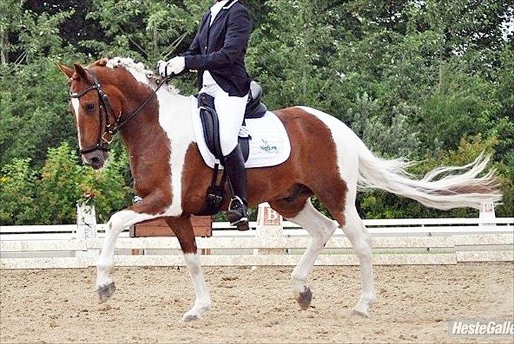Anden særlig race Jazzo A-pony - Landsstævne, Hjallerup 2011 :-D billede 18
