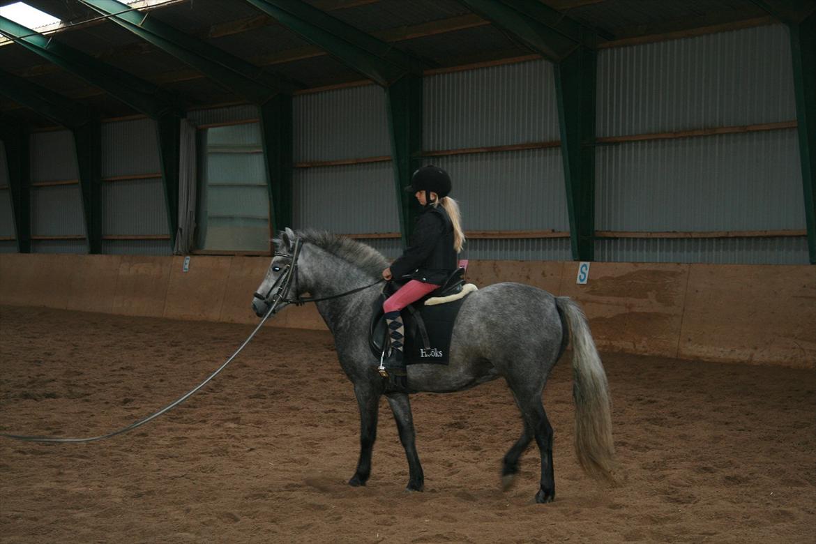 Anden særlig race Aisha (elsket+savnet) - Så rider vi, Mig og Aisha til 2. undervisning:) billede 9