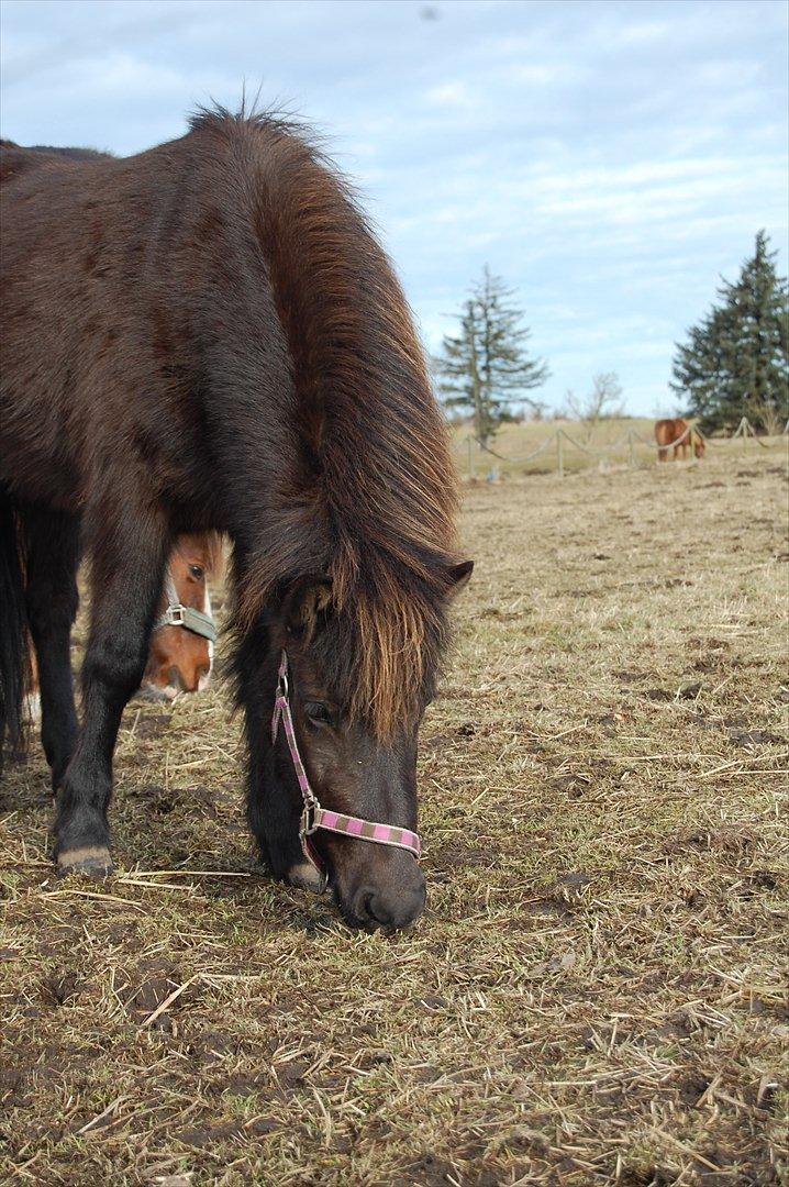 Islænder Mysla fra Skovstrupholm billede 1