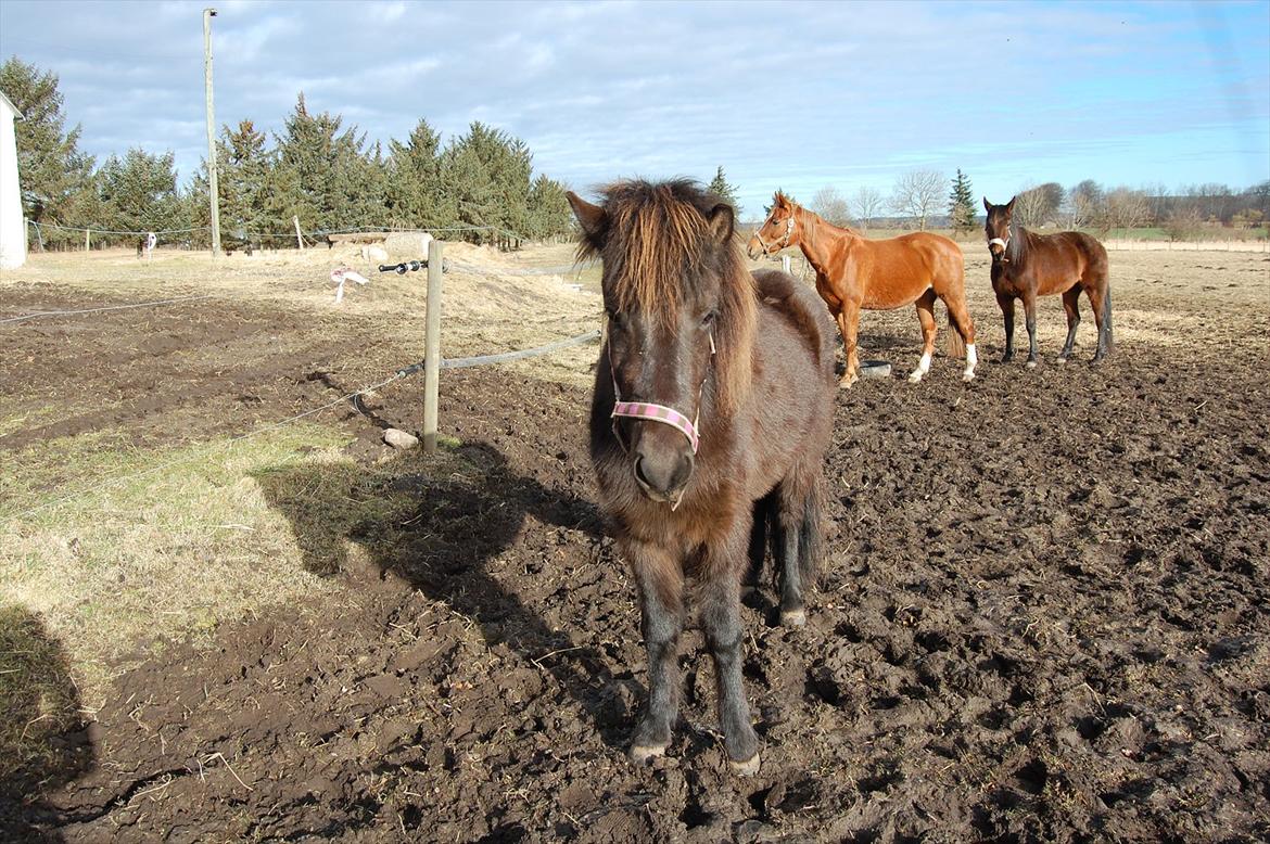 Islænder Mysla fra Skovstrupholm billede 2
